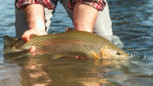 a person showing a trout caught on a Wild Water Fly Fishing trip